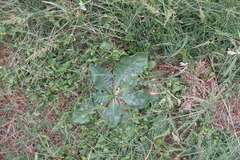 Nicotiana plumbaginifolia